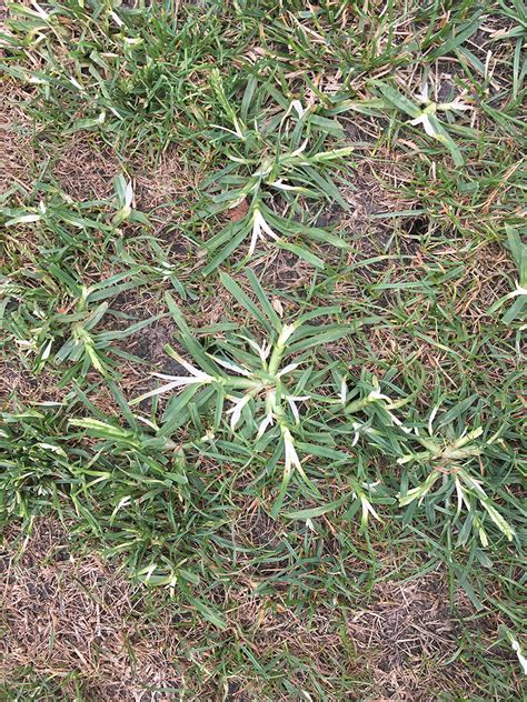 Fs1309 Crabgrass And Goosegrass Identification And Control In Cool