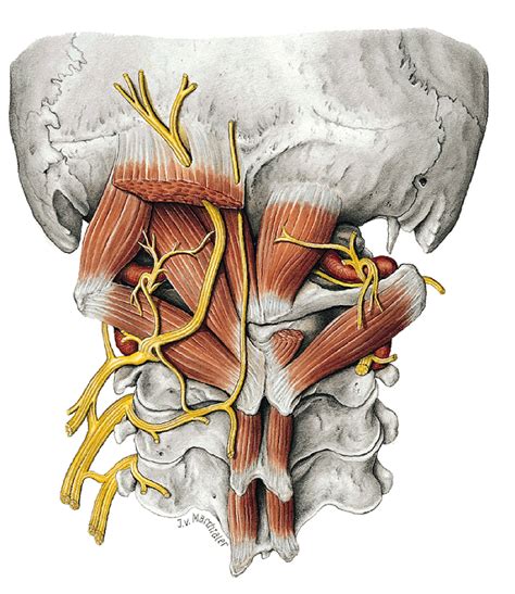 Suboccipital Muscles Diagram Quizlet