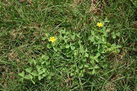 How To Kill Yellow Wood Sorrel In Lawn