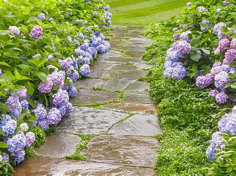 30 Nantucket Hydrangeas Stock Photos Pictures And Royalty Free Images