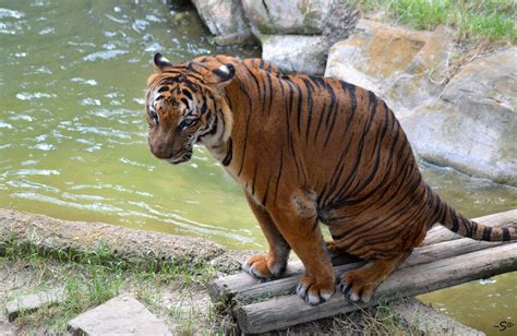 Male Malayan Tiger Panthera Tigris Jacksoni Zoochat