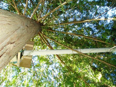 A picture of individual shrubs and trees or discontinuous tree canopies against a background of grassland and/or cultivated surfaces comes to mind. Partnership for Water Sustainability in BC: Rainfall ...