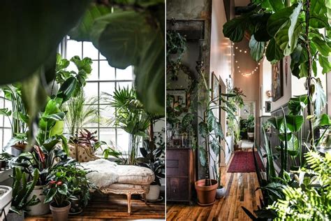 5 Indoor Plants To Bring Harmony Into The Home Interior Go Get Yourself