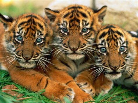 The bengal tiger, or royal bengal tiger, roams a wide range of habitats including high altitudes, tropical and subtropical rainforests, mangroves, and grasslands. Bengal Tiger Pictures and Wallpapers Collection