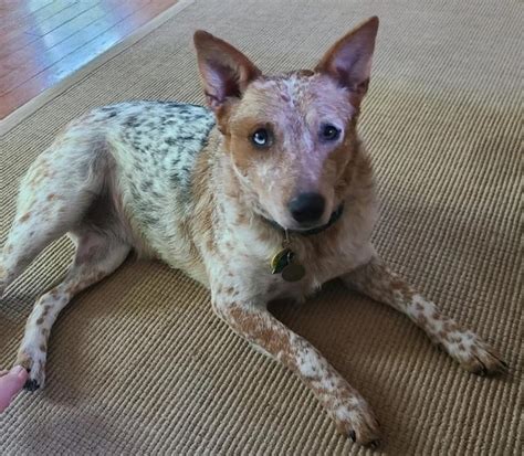 What Does A Mixed Breed Of A Red Heeler And A Blue Heeler Look Like