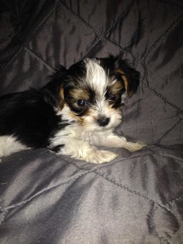 3 males and 1 female. AKC/CKC Parti Yorkie Puppies for Sale in Bow, Kentucky ...