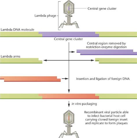 …most commonly used is the lambda phage. lambda-vector.html 19_09-lambda-vector.jpg