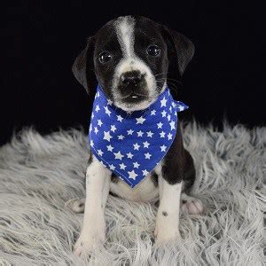 If you see what you like, contact us today to meet your new, furry visit our available puppies for sale at petland monroeville located in monroeville, pa! Male BoJack Puppy for Sale Popeye | Puppies for Sale in PA ...