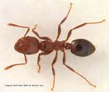 Texas A&m Fire Ant Control Pictures