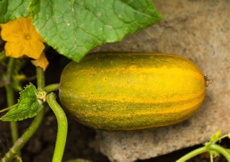 Cucumbers Turning Yellow Garden Problems Are They Safe To Eat