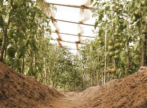 Guía Imprescindible Del Cultivo Del Tomate Agromática 2022