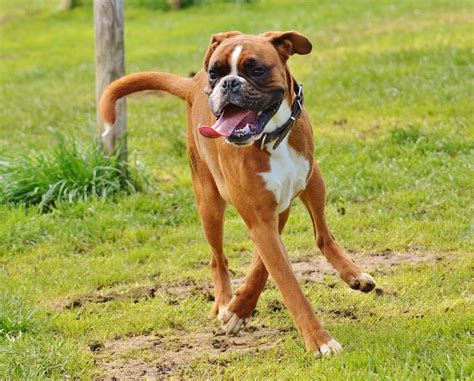Well, wrestling/boxing is a very aggressive sport, where there is a high risk of the participants being injured or harmed. Are Boxers Good Family Dogs? | Canna-Pet®