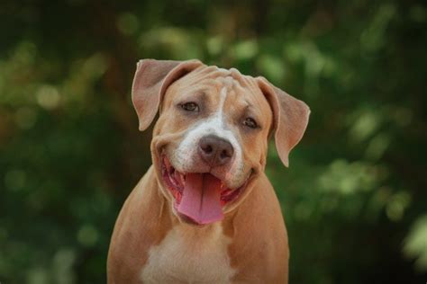 10 Pitbull Pros And Cons What To Know Before Adopting Hepper