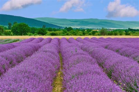 Field Of Lavender Stock Image Image Of Ecology Flowers 79067183