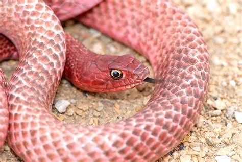 Encyclopedic Information About The Red Racer Snake