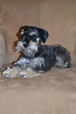 Adult Female Miniature Schnauzer For Sale In Goodlettsville Tennessee