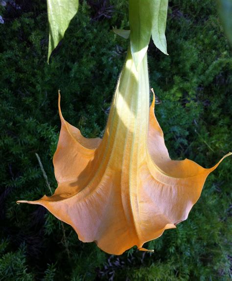 The Highly Toxic Angel Trumpet Flower Angel Trumpet Datura Trumpets
