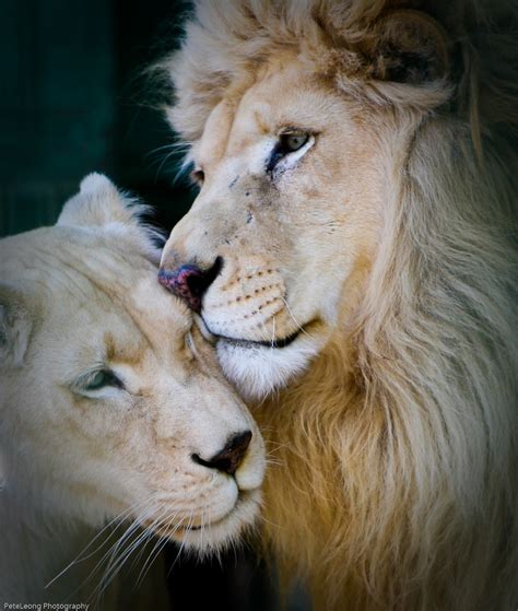 Lion Love Its Very Difficult To Get Any Kind Of Decent