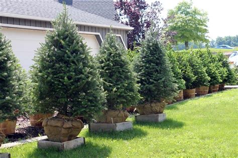 Evergreens have deep roots which can take up a great deal of water. Landscaping | Pine Tree Barn