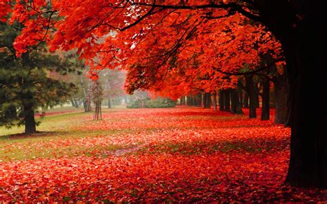 Wallpaper Trees Fall Leaves Nature Red Park Autumn Leaf