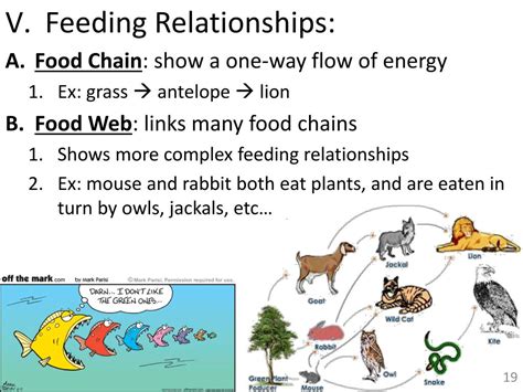 Ppt Unit 11 Importance And Organization Of Ecology Powerpoint
