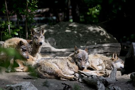 Sivi Vuk Canis Lupus Zoo Zagreb