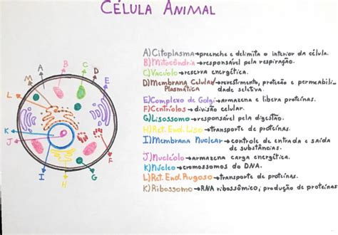 Mapa Mental Célula Animal Ensino