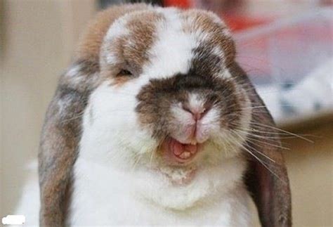 Top 30 Cutest Pictures Of Bunnies Around The World The Design