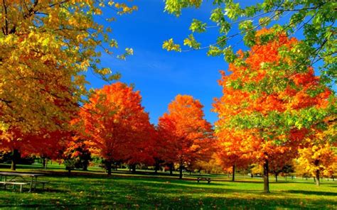 Autumn Fall Season Nature Landscape Leaf Leaves