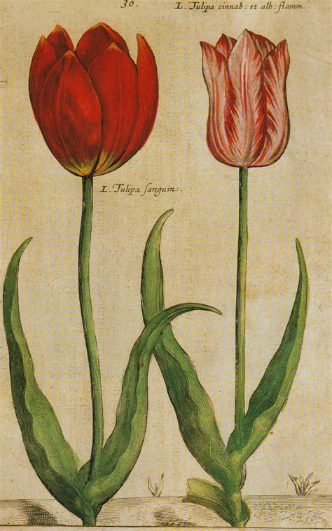 Vintage Tulips Size 1817x2910 Pixels To Download This Jpeg Click
