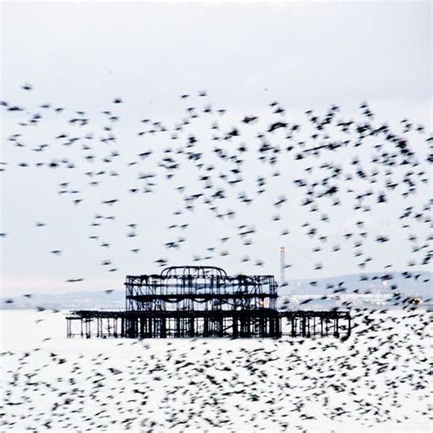 Starlings Flocking Near The West Pier On Affiliate