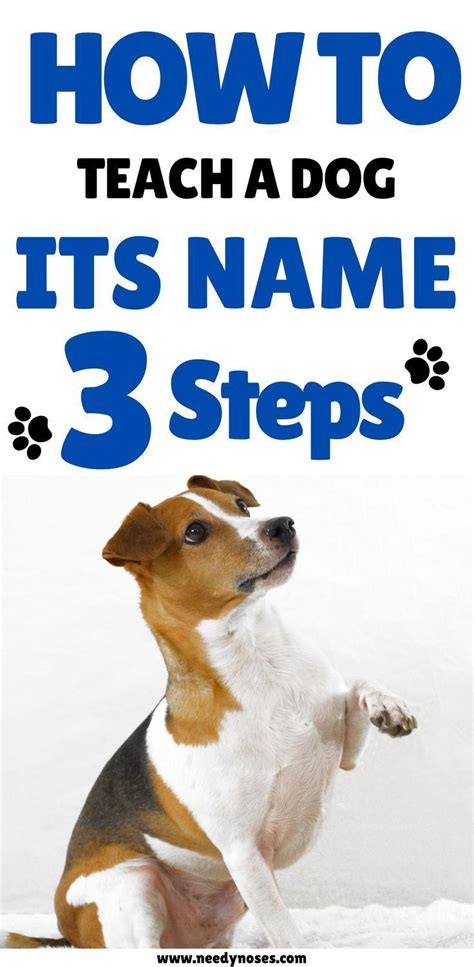 How To Teach A Dog Its Name In 3 Steps Dog Training