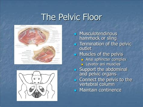 Ppt Pelvic Floor Anatomy Powerpoint Presentation Free Download Id