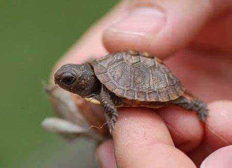 Turtles That Stay Small Finding The Perfect Pet Turtle Pet Territory