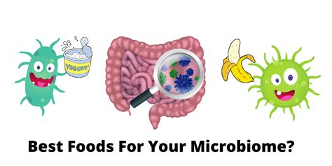 Best Foods For Your Gut Microbiome Andy The Rd