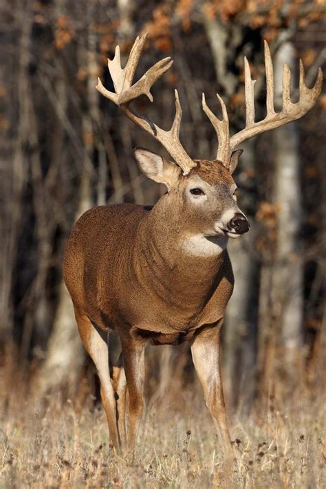 Nature animals deer wallpaper | AllWallpaper.in #5682 | PC ...