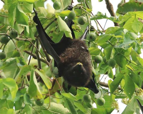 Conservation Of The Christmas Island Flying Fox