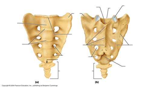 lab week 5 axial skeleton sacrum and coccyx diagram quizlet