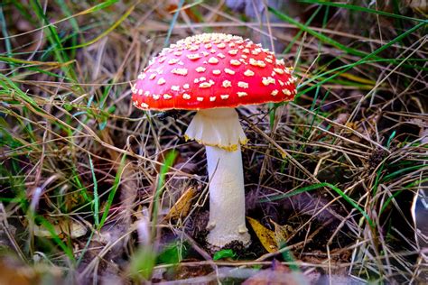 Red Mushroom In Close Up Photography · Free Stock Photo