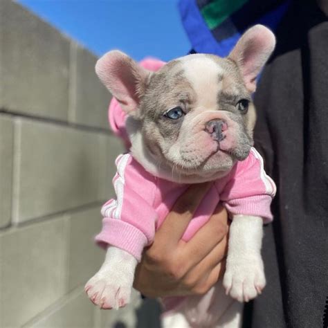 French Bulldog Puppies Pricehow Much Are French Bulldog Puppies