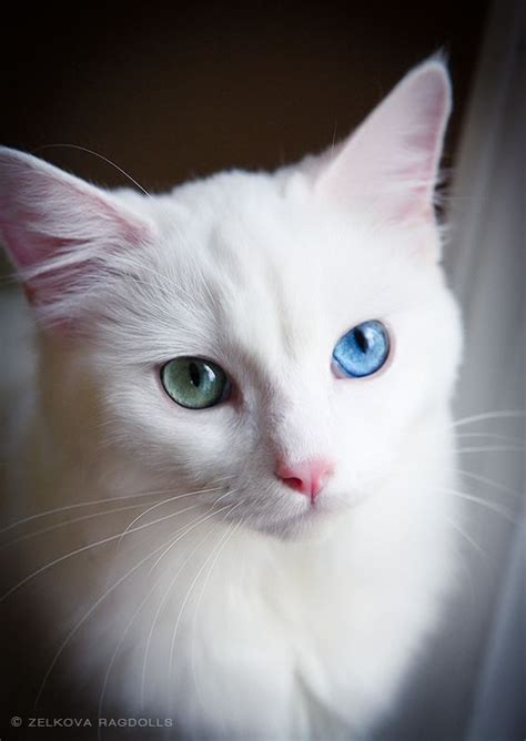 Lovely Eyes White Ragdoll Cat Beautiful Cats Cats