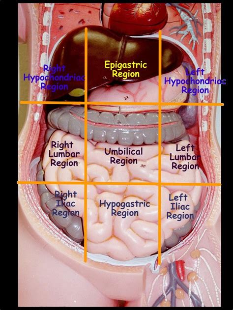 Abdominopelvic Regions And Quadrants Anatomía Anatomía Médica