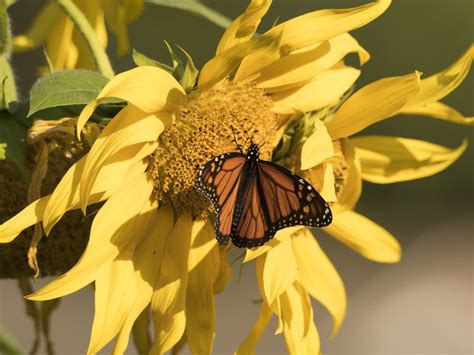 Monarch Butterfly On A Sunflower Smithsonian Photo Contest