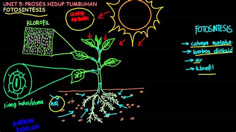 Menghubungkaitkan bahagian tumbuhan iaitu daun, bunga, batang dan akar serta kepentingannya kepada tumbuhan. sains tahun 4 Fotosintesis Part 1 - YouTube