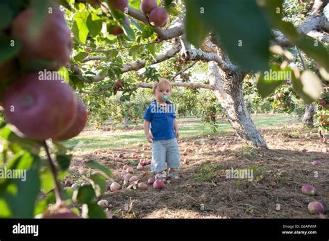 Toddler Boy Standing Under Apple Tree Stock Photo Alamy