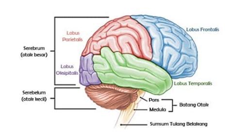 9 Bagian Bagian Otak Pengertian Fungsi Dan Gambarnya RuangBiologi