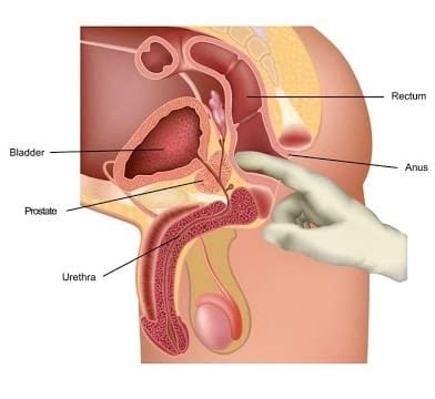 What Is The Male G Spot Does It Exist Explore Sex Talk