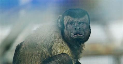 Monkey With Human Face That Looks Like Distressed Man Is Still