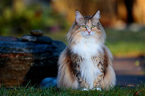 Norwegian Forest Cat Breed Information Breed Profile