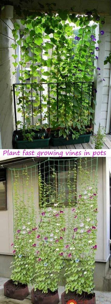 Plant Fast Growing Vines In Pots And Guide The Vines To Grow Up Wire